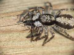 Menemerus taeniatus