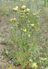 Centaurea salonitana