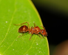 Notoncus spinisquamis