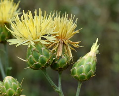 Centaurea salonitana