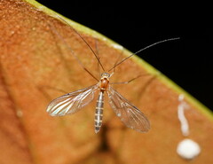 Macrocera