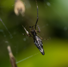 Argyrodes