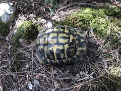 Testudo hermanni hermanni