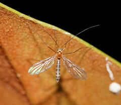 Macrocera