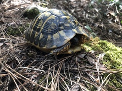 Testudo hermanni hermanni
