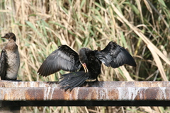 Microcarbo africanus africanus