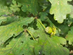 Andricus quercuscalicis