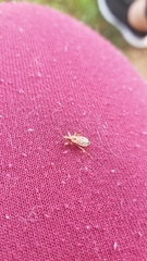 Himacerus mirmicoides