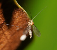 Macrocera