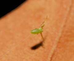 Cetratus rubropunctatus