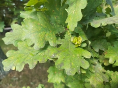 Andricus quercuscalicis