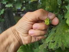 Andricus quercuscalicis