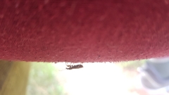 Himacerus mirmicoides