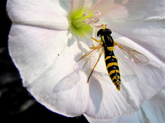 Sphaerophoria scripta