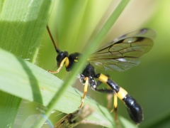Drepanoctonus bifasciatus