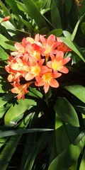 Clivia
