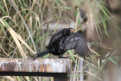 Microcarbo africanus