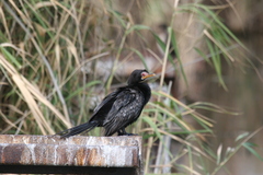 Microcarbo africanus