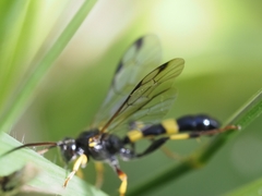 Drepanoctonus bifasciatus