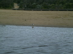 Elseyornis melanops