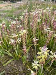 Lachenalia orchioides