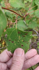 Aceria varia