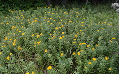 Pentanema germanicum