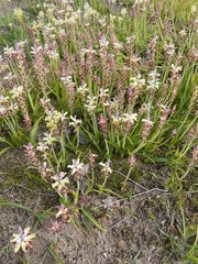 Lachenalia orchioides