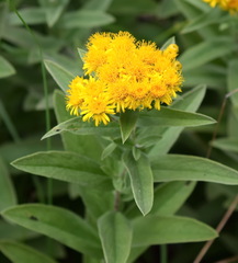 Pentanema germanicum