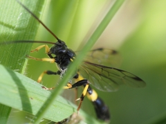 Drepanoctonus bifasciatus