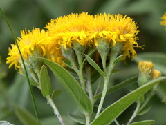 Pentanema germanicum