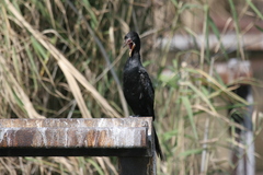 Microcarbo africanus