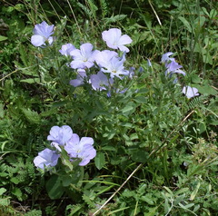 Linum lanuginosum