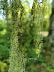 Usnea dasopoga