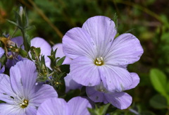 Linum lanuginosum