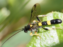 Drepanoctonus bifasciatus