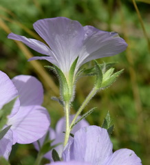 Linum lanuginosum