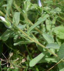 Linum lanuginosum