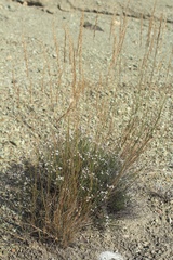 Agrostis salsa