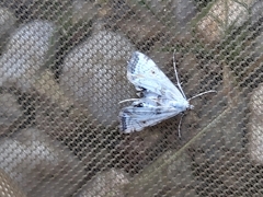 Cataclysta lemnata