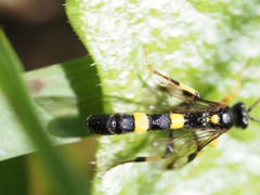 Drepanoctonus bifasciatus