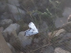 Cataclysta lemnata