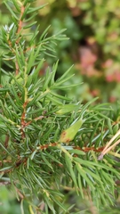 Oligotrophus juniperinus