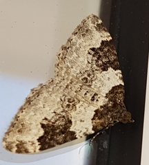 Xanthorhoe fluctuata