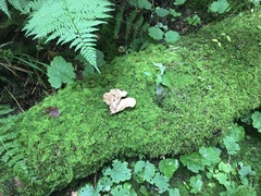 Lentinellus cochleatus