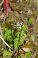Valeriana flaccidissima