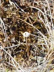 Tulostoma