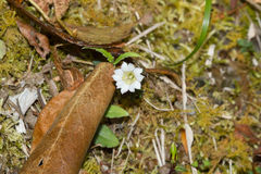 Gentiana flavomaculata