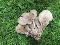 Lentinellus cochleatus