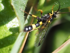 Drepanoctonus bifasciatus